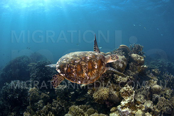 Green Turtle Sideways