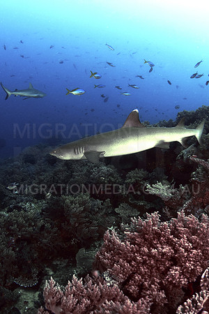 White-Tip and Grey Reef Sharks