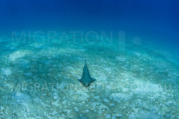 Shovelnose Ray