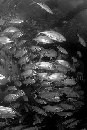 Jacks School Curved B&W