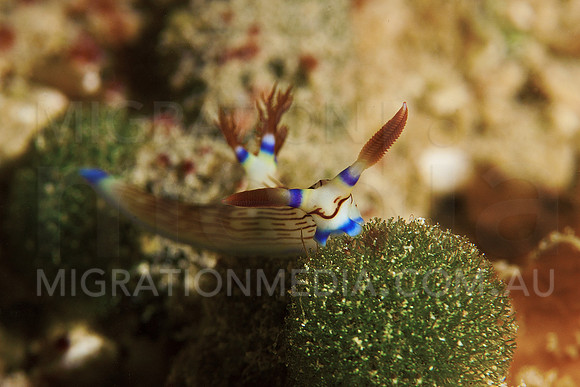 Horn Nembrotha Nudi on Coral
