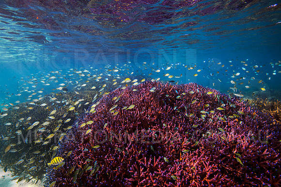 Shallow Coral Reef with Chromis