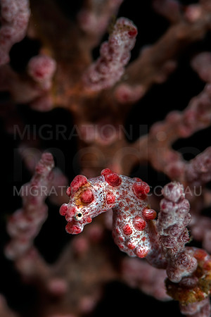 Bargibanti Pygmy Seahorse
