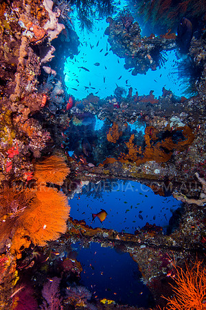 Colourful Sea Fans Inside Shipwreck