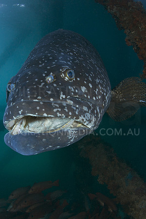Giant Queensland Grouper Grinning
