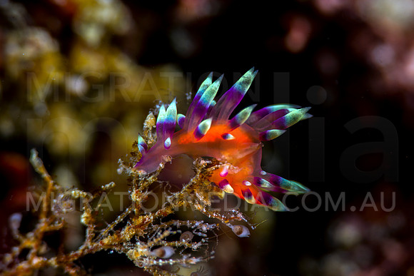 Flabellina Nudibranch
