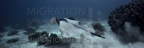 Bull Ray Swimming