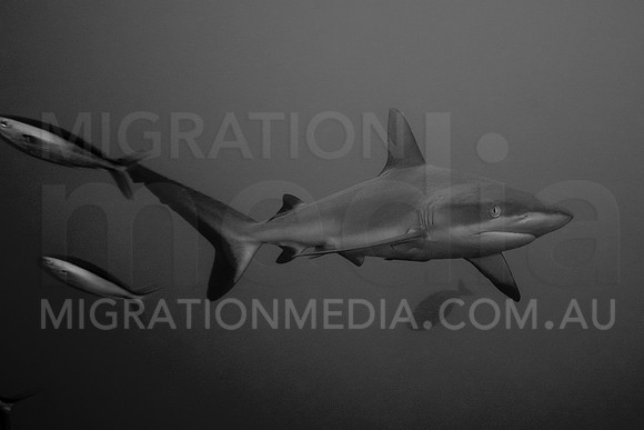 Grey Reef Shark and Fish B&W