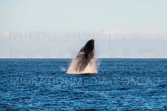 Huge Humpback Whale Breaching