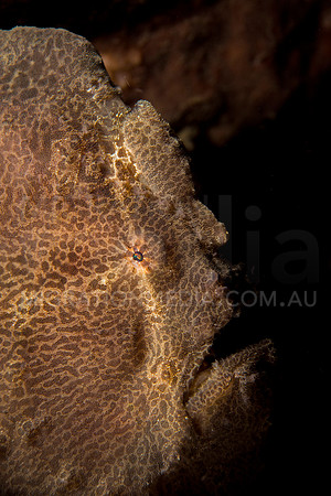 Giant Frogfish Side Profile