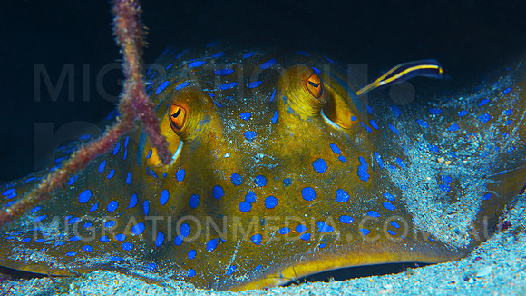 Blue-Spotted Stingray