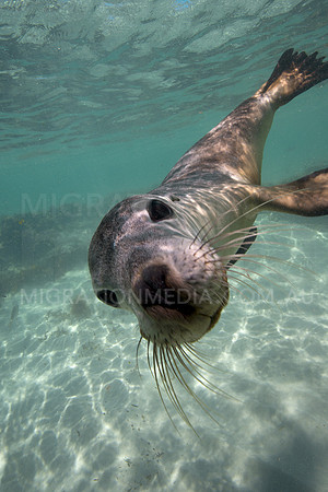 Australian Sea Lion Curious