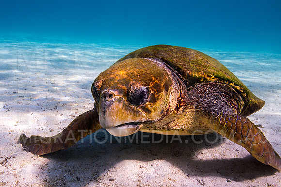 Loggerhead Turtle