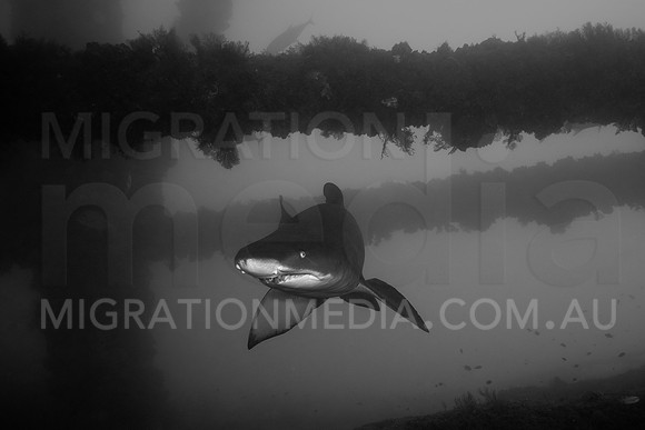 Grey Nurse Shark B&W