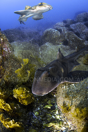 Port Jackson Sharks
