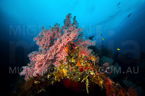 Gorgonian Fan on Shipwreck