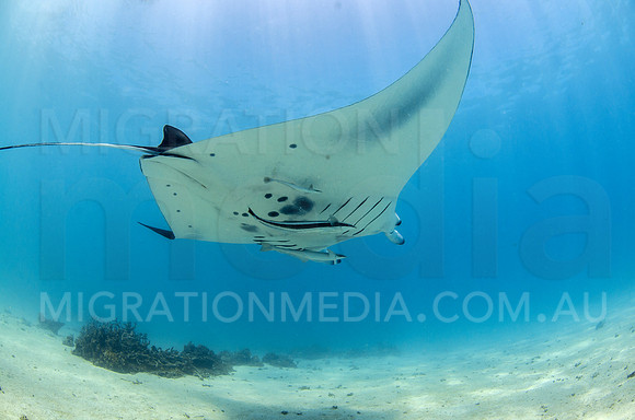 Manta Gliding Above