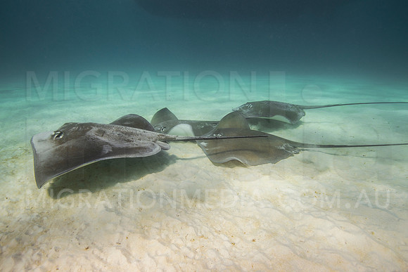 Stingray Squadron