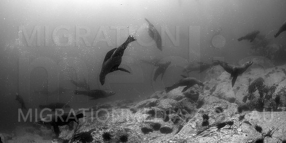 Australian Fur Seal B&W