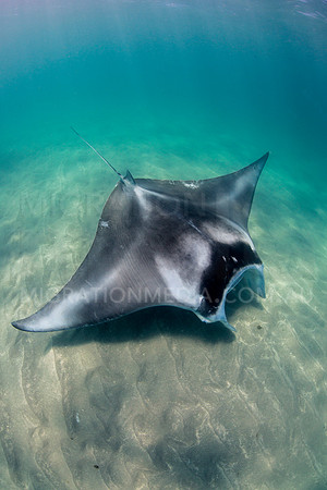 Manta Ray on Sand