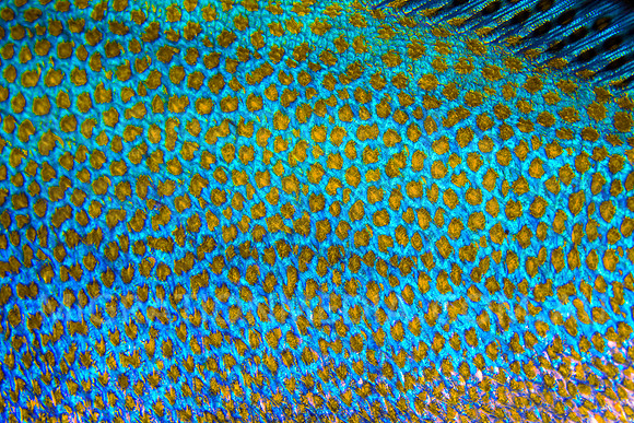 Blue Sweetlips