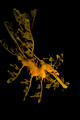 Leafy Sea Dragon Turns