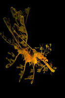 Leafy Sea Dragon Turns