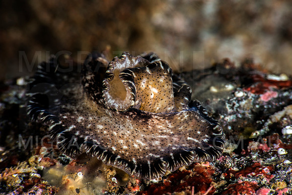 Pleurobranch