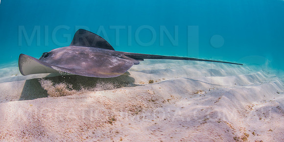 Smooth Stingray Swimming