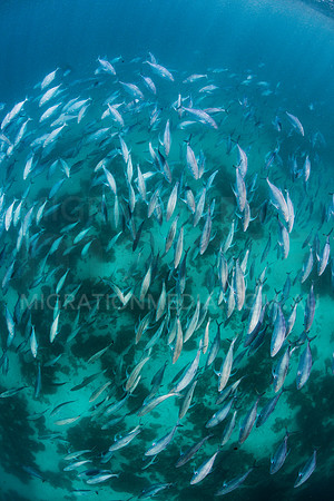 Trevally Below