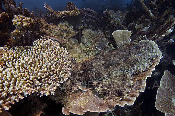 Wobbegong on Plate Coral