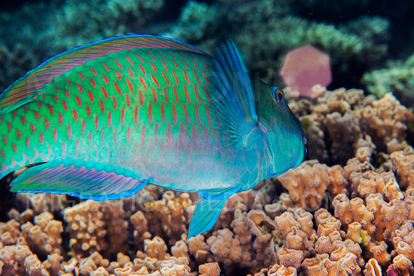 Parrotfish on Reef