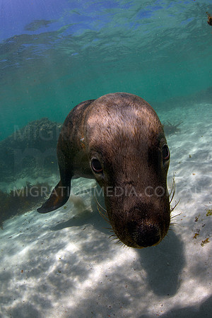 Australian Sea Lion Bull Curious