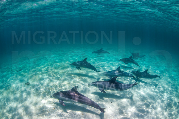 Bottlenose Dolphins Underwater (6)