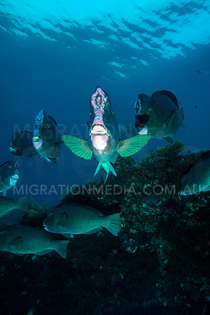 Bumphead Parrotfish on Wreck