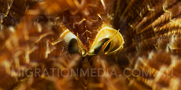 Tube Worm