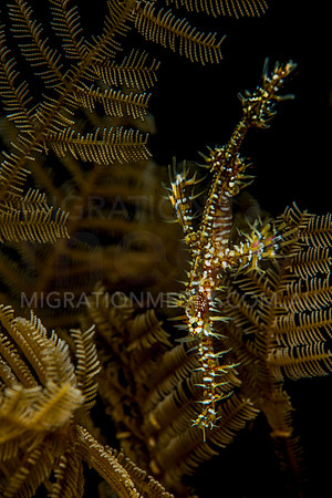 Orange Yellow Ornate Ghost Pipefish in Hydroid