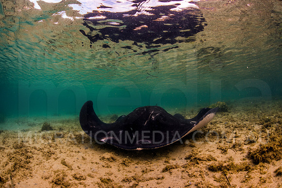 Shallow Bull Ray