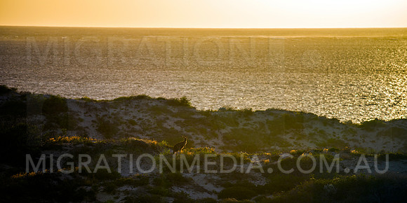 Euro Wallaroo Kangaroo by Ocean