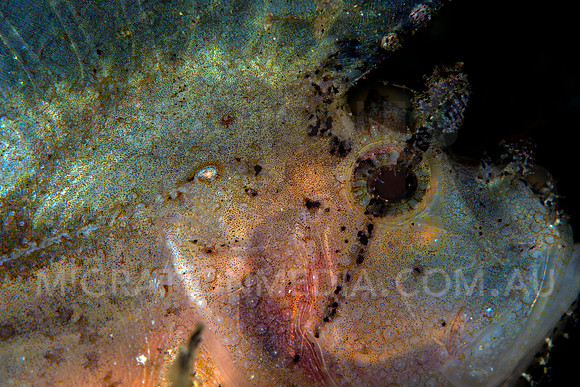 White Leaf Scorpionfish Eye