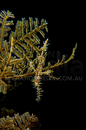 Orange Yellow Ornate Ghost Pipefish in Hydroid Black Background