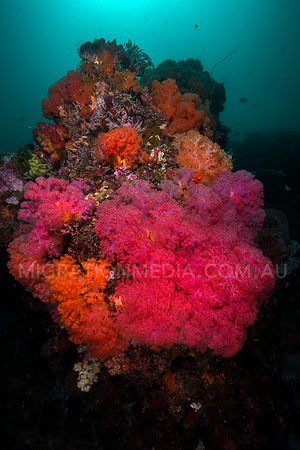 Beautiful Soft Corals