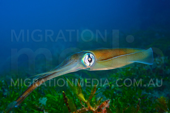 Squid