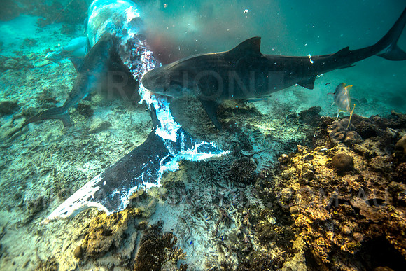 Tiger Shark Biting on Humpback Whale Carcass