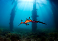Weedy Sea Dragon Scene