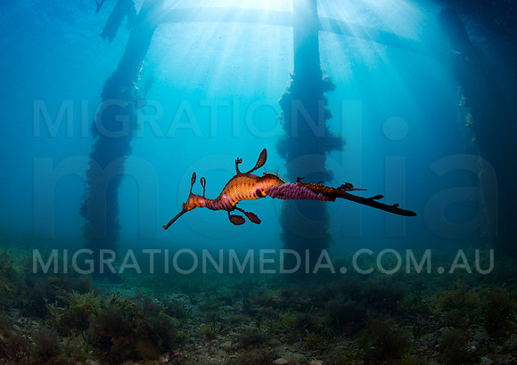 Weedy Sea Dragon Scene
