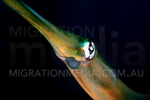 Squid Mouth