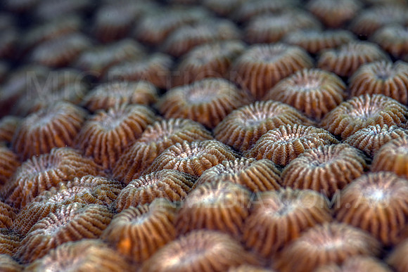 Hard Coral Polyps