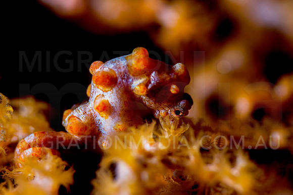 Orange Bargibanti Pygmy Seahorse