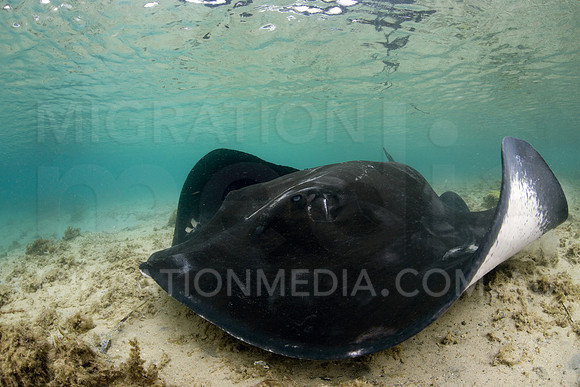 Bull Ray Shallow
